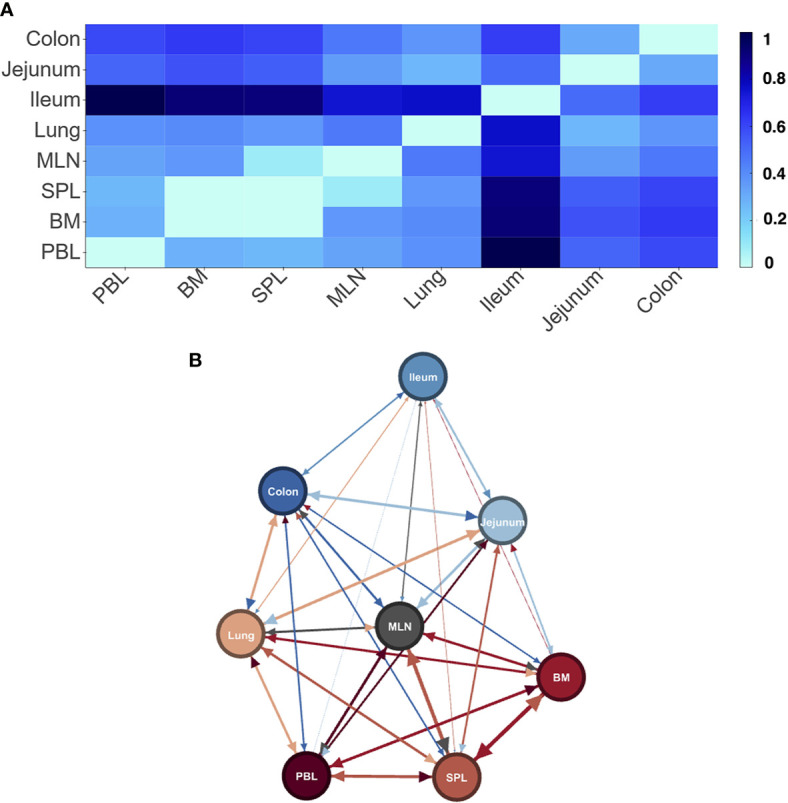B cell clone diversity patterns across tissues